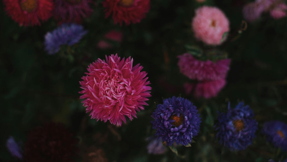 Tecnología en la Feria de las Flores